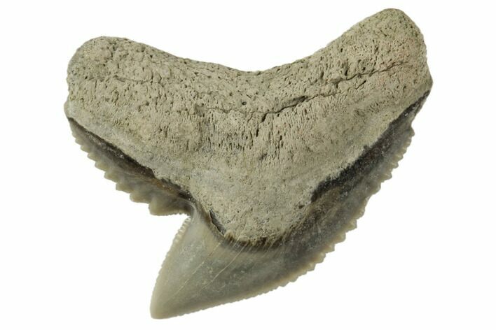 Fossil Tiger Shark (Galeocerdo) Tooth - Aurora, NC #195039
